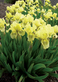 Iris pumila 'Bee Wings'                           